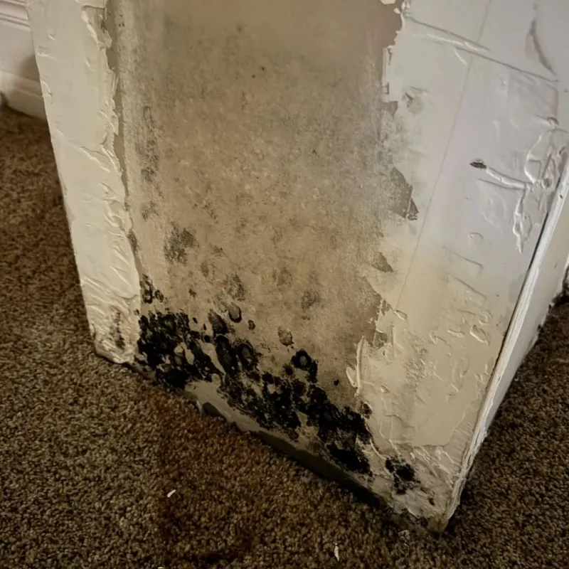 Professional Mold Removal in Cridersville, OH